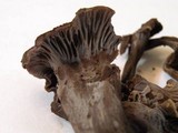 Cantharellus cinereus image