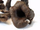 Cantharellus cinereus image