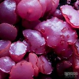 Ascocoryne sarcoides image