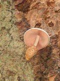 Volvariella bombycina image
