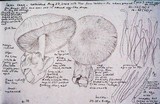 Volvariella bombycina image