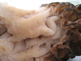 Morchella snyderi image