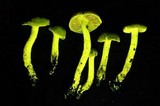 Cortinarius venetus image