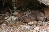 Myxomphalia maura image