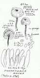 Myxomphalia maura image