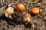 Pholiota highlandensis image