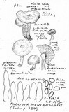 Pholiota highlandensis image