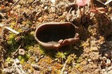Plicaria endocarpoides image