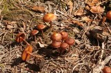 Pachylepyrium carbonicola image