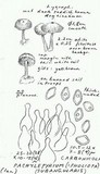 Pachylepyrium carbonicola image