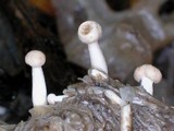 Onygena corvina image