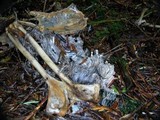 Onygena corvina image