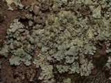 Parmotrema crinitum image