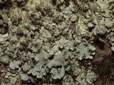 Parmotrema crinitum image