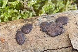 Hypoxylon petriniae image