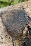 Hypoxylon petriniae image