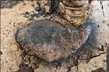 Hypoxylon petriniae image