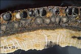 Hypoxylon petriniae image