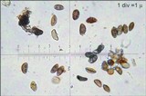 Hypoxylon petriniae image