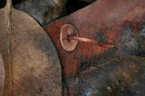 Melanophyllum haematospermum image