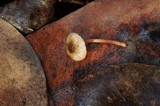 Melanophyllum haematospermum image