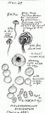 Melanophyllum haematospermum image