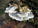 Bjerkandera adusta image