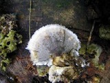 Bjerkandera adusta image