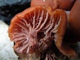 Laccaria fraterna image