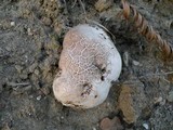 Calvatia pachydermica image