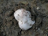 Calvatia pachydermica image