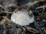 Bolbitius reticulatus image