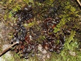 Sticta beauvoisii image