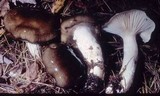 Hygrophorus fuligineus image