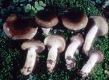 Hygrophorus fuligineus image