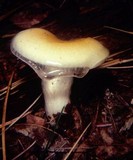 Hygrophorus flavodiscus image