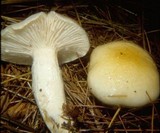 Hygrophorus flavodiscus image