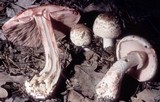Agaricus silvaticus image