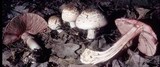 Agaricus silvaticus image