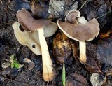 Helvella compressa image