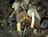 Helvella compressa image