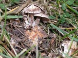 Clitocybe sclerotoidea image