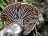 Clitocybe sclerotoidea image