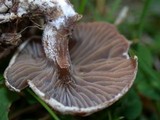 Clitocybe sclerotoidea image