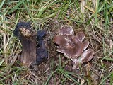 Clitocybe sclerotoidea image
