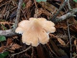 Hygrocybe calyptriformis var. calyptriformis image