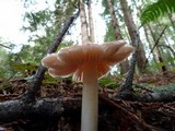 Hygrocybe calyptriformis var. calyptriformis image