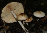 Marasmius nigrodiscus image