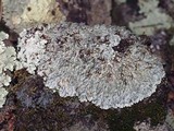 Pyxine sorediata image