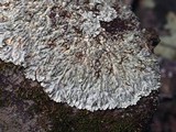 Pyxine sorediata image